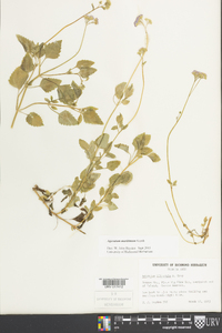 Ageratum maritimum image