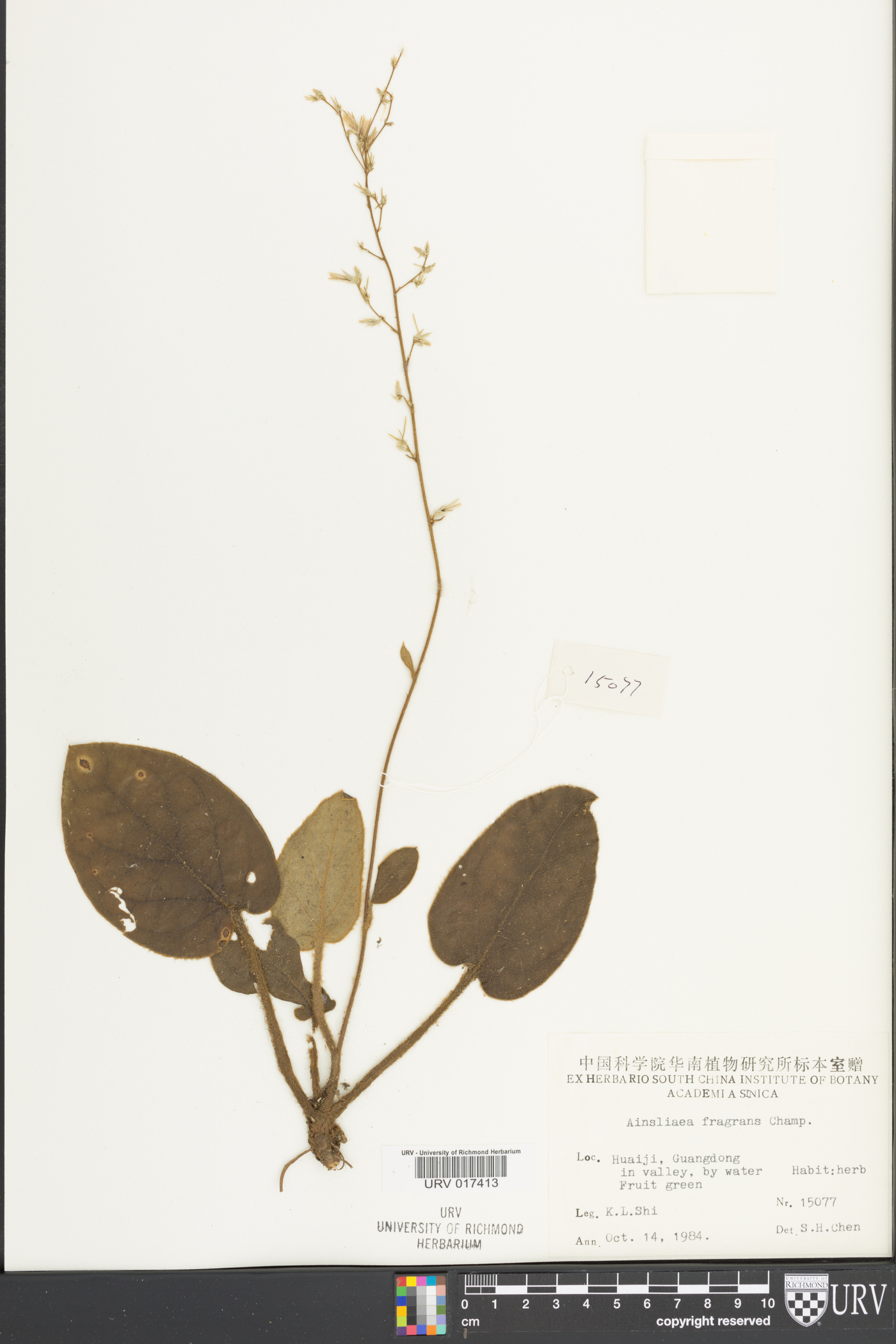 Ainsliaea fragrans image