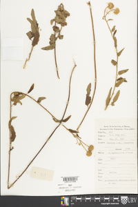 Anisopappus chinensis image