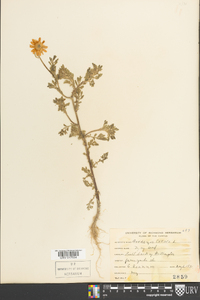 Anthemis cotula image