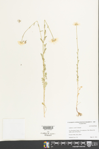 Anthemis cotula image