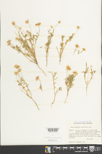 Aphanostephus ramosissimus var. humilis image
