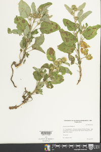 Arctium minus image