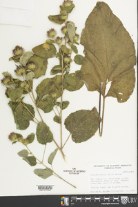 Arctium minus image