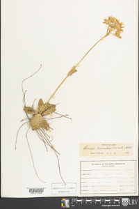 Arnica acaulis image