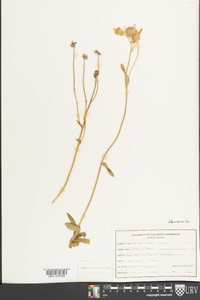 Arnica acaulis image