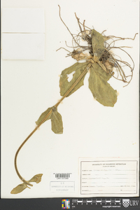 Arnica acaulis image