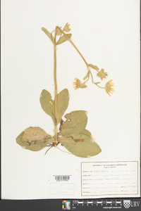 Arnica acaulis image