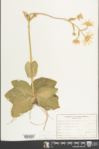 Arnica acaulis image