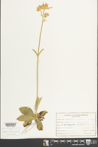 Arnica acaulis image