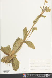 Arnica acaulis image