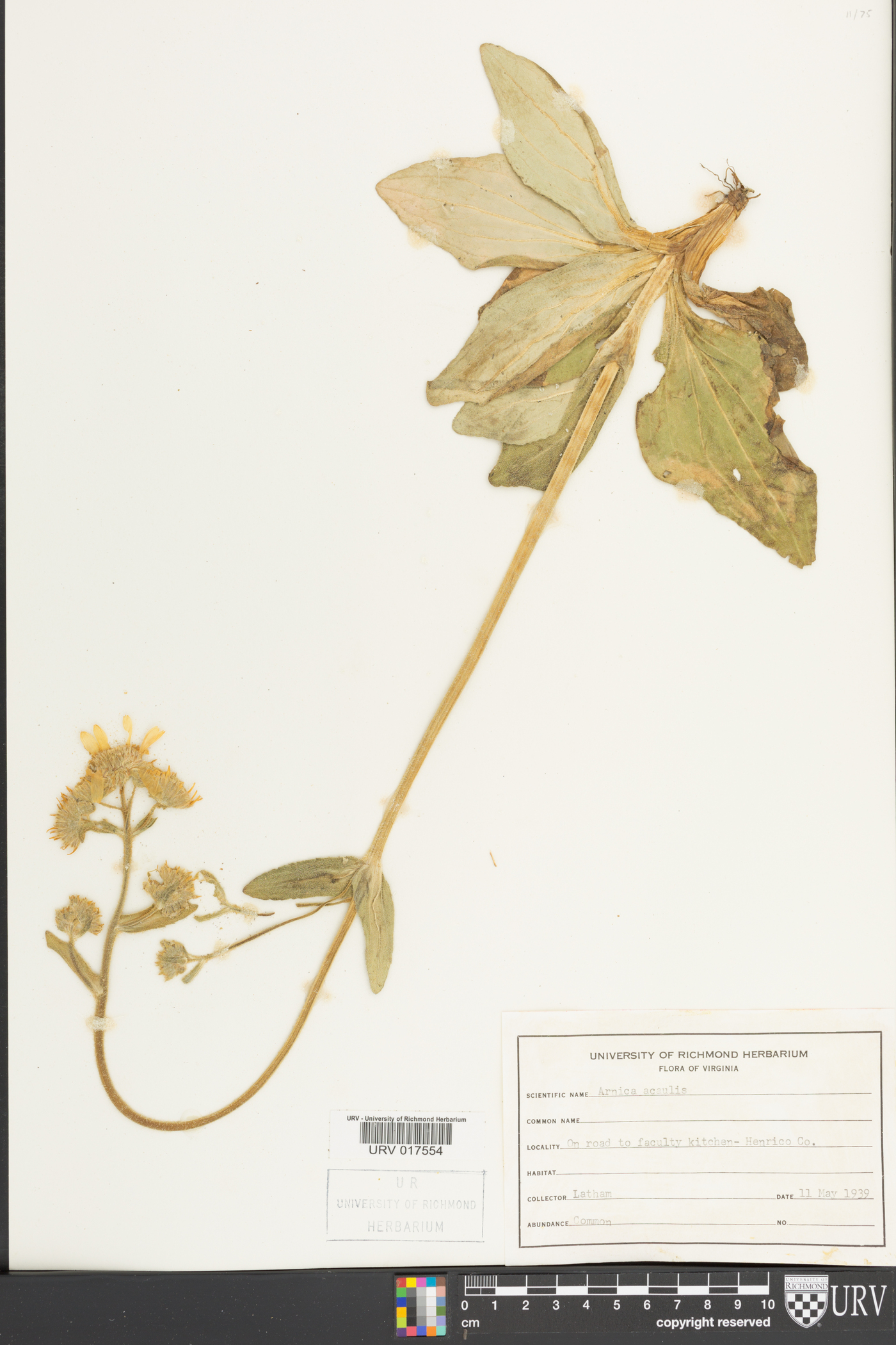 Arnica acaulis image