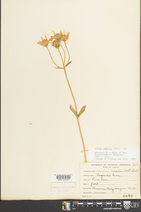 Arnica acaulis image