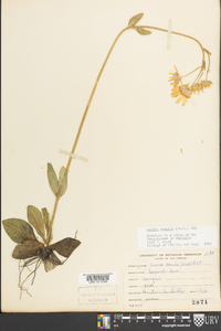 Arnica acaulis image