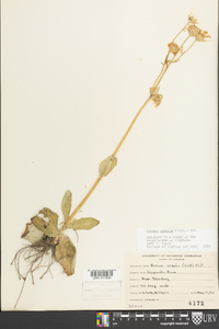 Arnica acaulis image