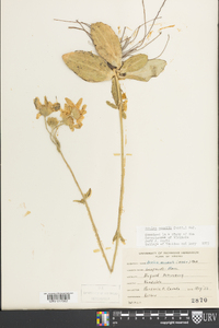 Arnica acaulis image