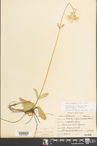 Arnica acaulis image