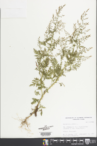 Artemisia annua image