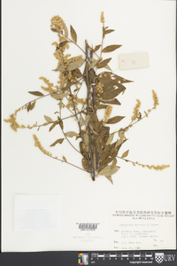 Artemisia anomala image