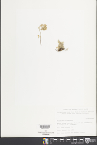 Artemisia glomerata image