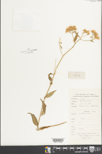 Aster ageratoides image