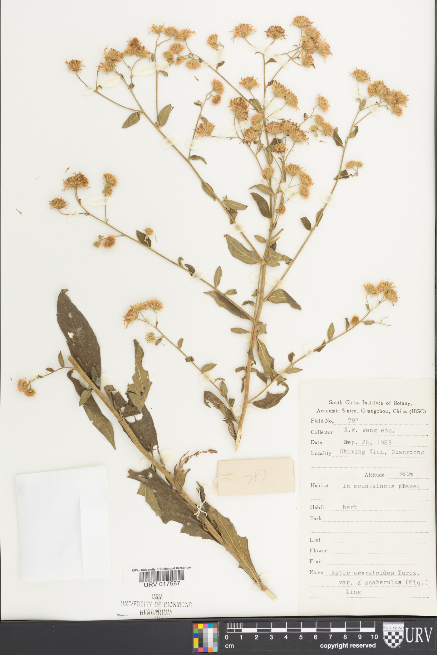 Aster ageratoides var. firmus image