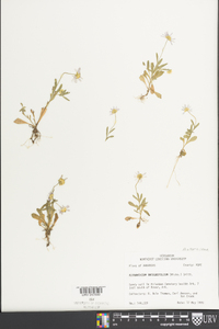 Astranthium integrifolium image