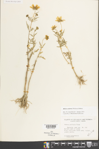 Bidens aristosa image