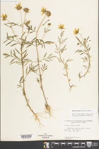 Bidens aristosa image