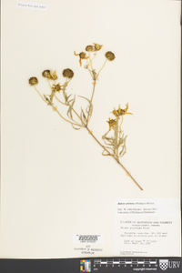 Bidens aristosa image