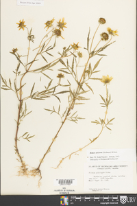 Bidens aristosa image