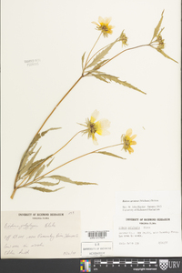 Bidens aristosa image