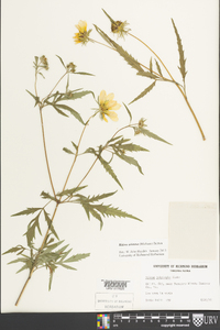 Bidens aristosa image