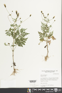 Bidens bipinnata image