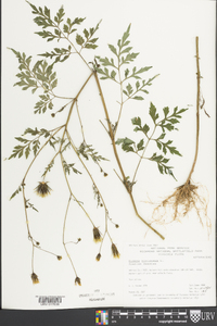 Bidens bipinnata image