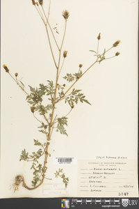 Bidens bipinnata image