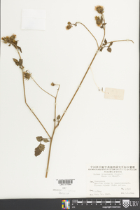 Bidens biternata image