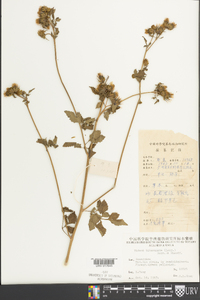 Bidens biternata image