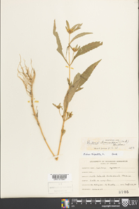 Bidens discoidea image