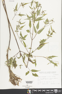 Bidens discoidea image