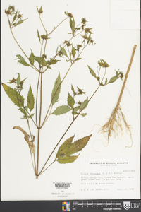 Bidens discoidea image