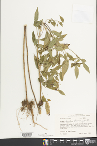 Bidens discoidea image