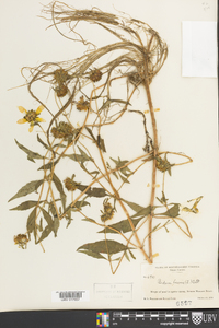 Bidens laevis image