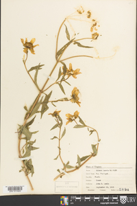 Bidens laevis image