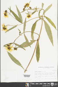 Bidens laevis image