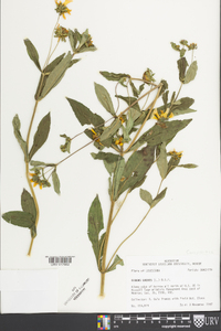 Bidens laevis image