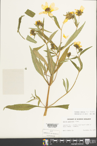 Bidens laevis image