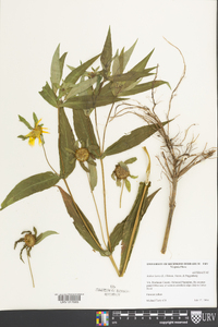 Bidens laevis image