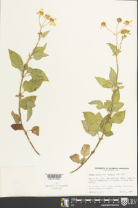 Bidens pilosa image