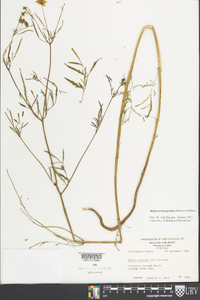 Bidens trichosperma image